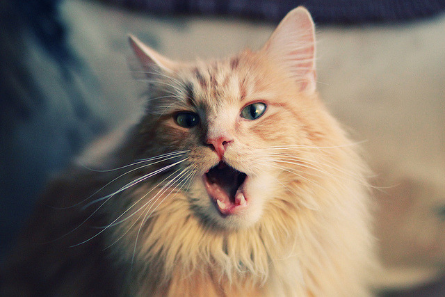 欧洲杯历史经典:让人热泪盈眶的瞬间回忆,欧洲杯 历史