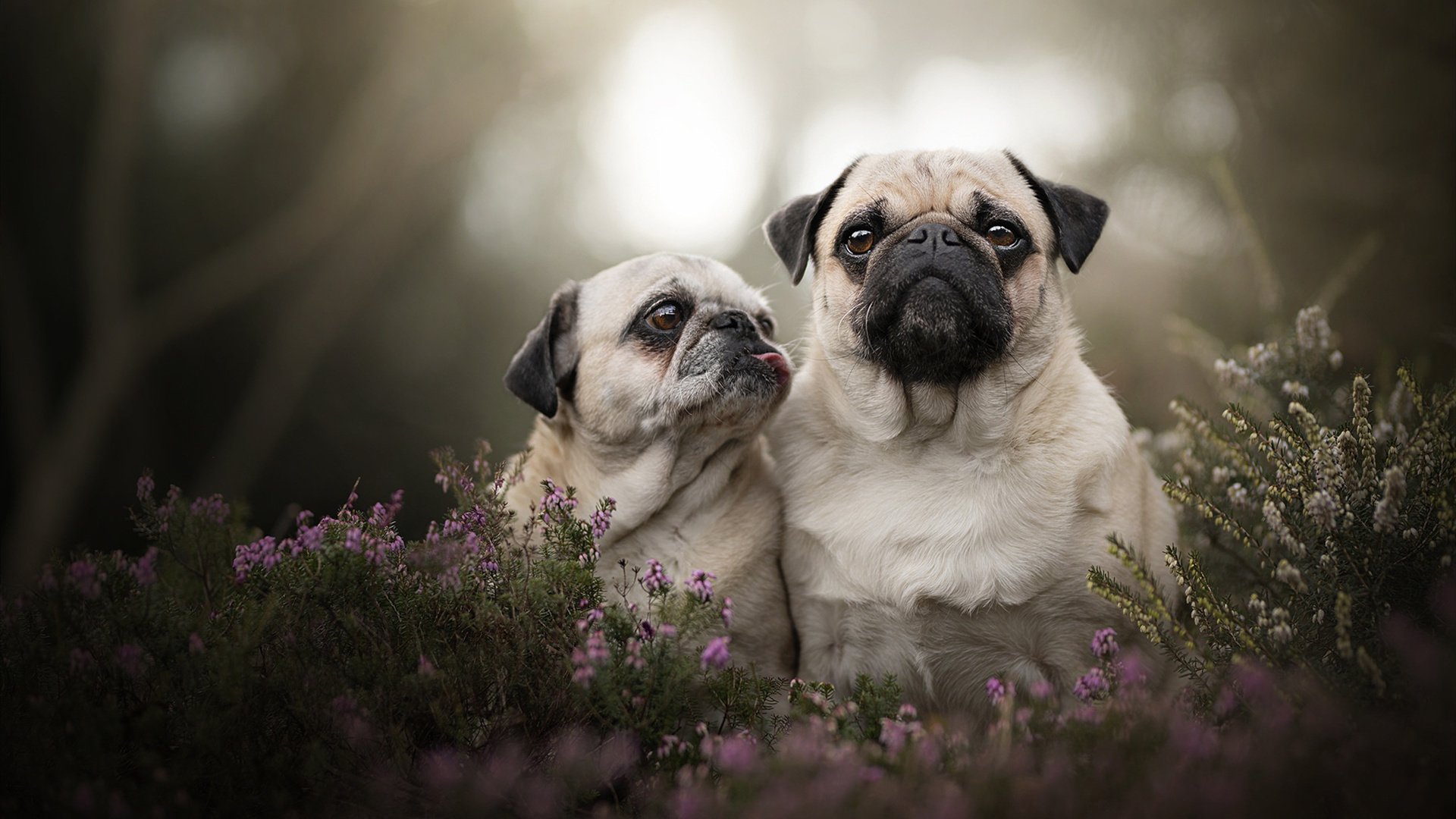 自由泳个人赛韩国新星崭露头角,自由泳金牌视频