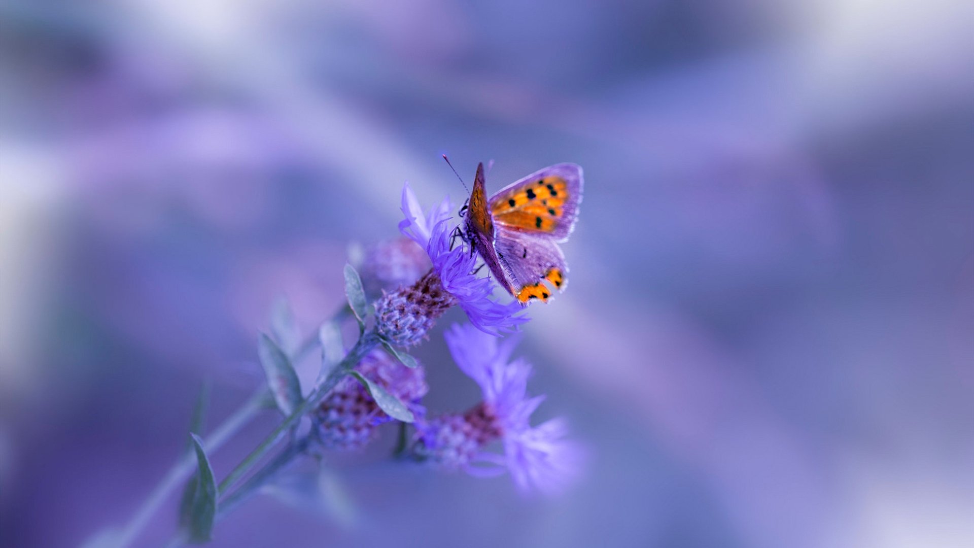 开云体育在线入口-英超激烈争夺：悬念创佳绩，精彩不断！，英超大战