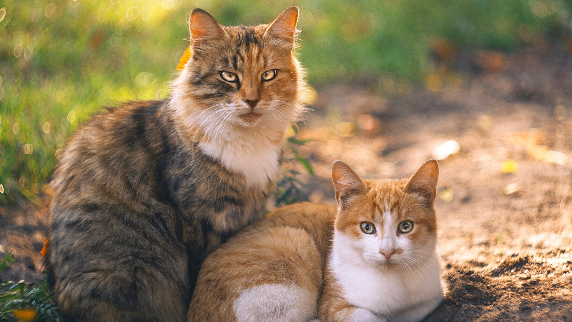 训练营内部赛频繁展开模拟真实对抗检验球员综合能力,训练模拟对抗系统